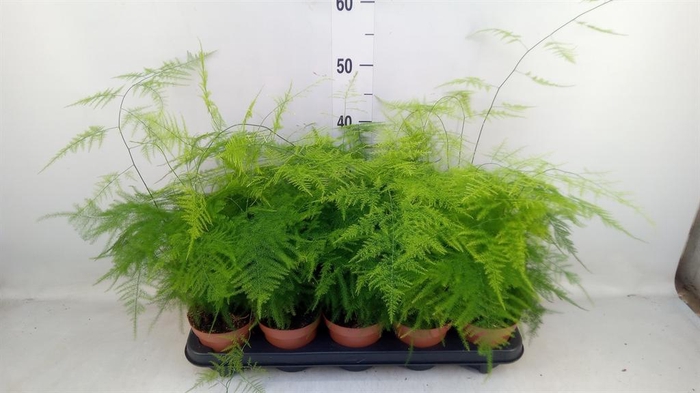 <h4>Asparagus setaceus</h4>