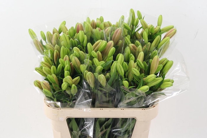 <h4>Li La Brindisi</h4>