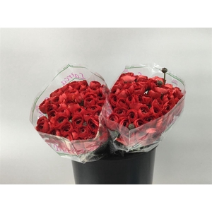 RAN SUC 2ND FRAGOLINO