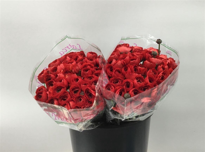 <h4>RAN SUC 2ND FRAGOLINO</h4>