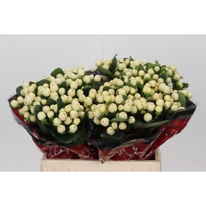 Hypericum Cool Romance
