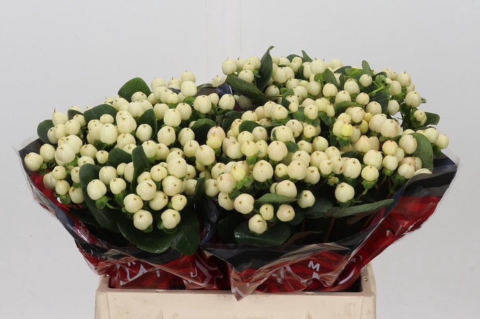 <h4>Hypericum Cool Romance</h4>