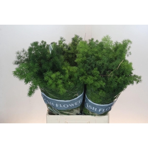 ASPARAGUS UMBELLATUS