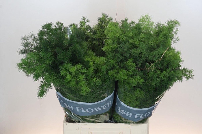 <h4>ASPARAGUS UMBELLATUS</h4>