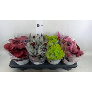 Begonia BD 'Beleaf'   ...mix