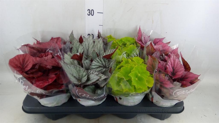 <h4>Begonia BD 'Beleaf'   ...mix</h4>