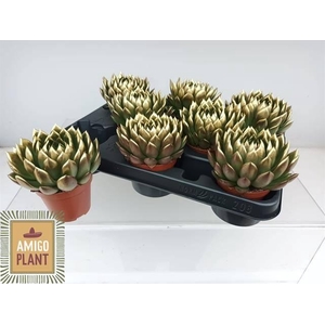 ECHEV AGAV AMI-FIEST