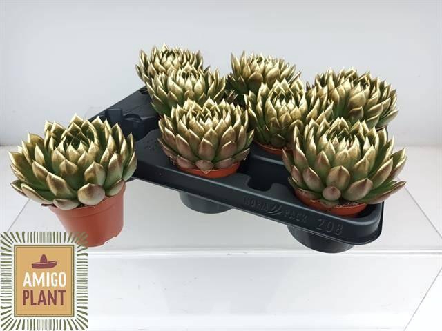 <h4>ECHEV AGAV AMI-FIEST</h4>