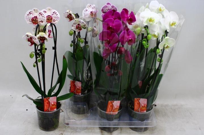 <h4>PHAL EL CASCADE</h4>