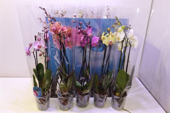 <h4>Phal Gem 6 Kl</h4>