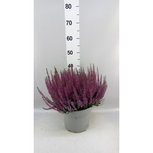 Calluna vulg. 'Beauty L Renate'