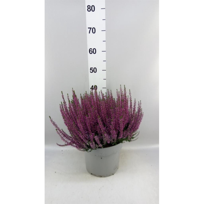 <h4>Calluna vulg. 'Beauty L Renate'</h4>