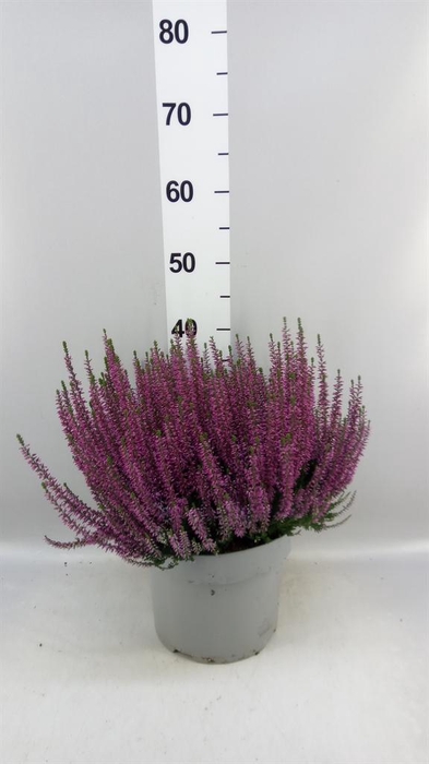Calluna vulg. 'Beauty L Renate'