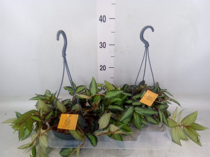 <h4>Pellionia repens</h4>