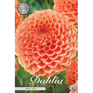 Dahlia Jowey Nicky x1