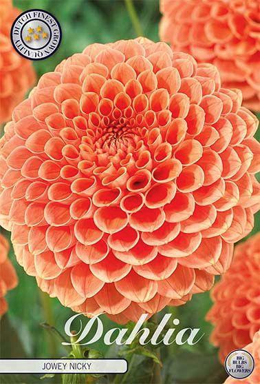 <h4>Dahlia Jowey Nicky x1</h4>