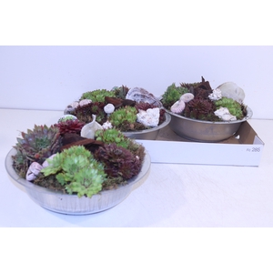 ARR SEMPERVIVUM