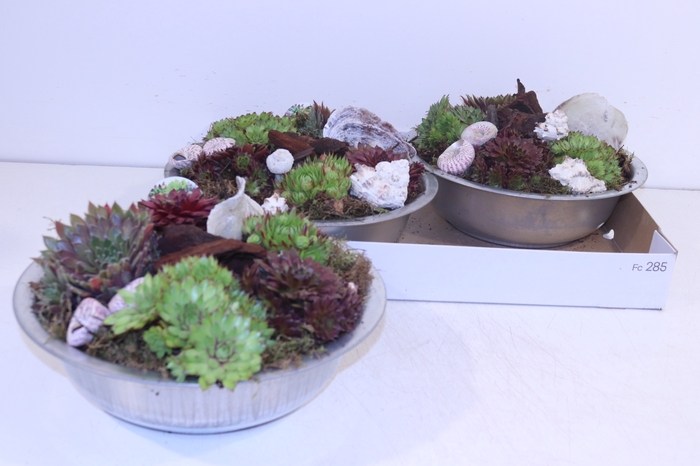 <h4>ARR SEMPERVIVUM</h4>