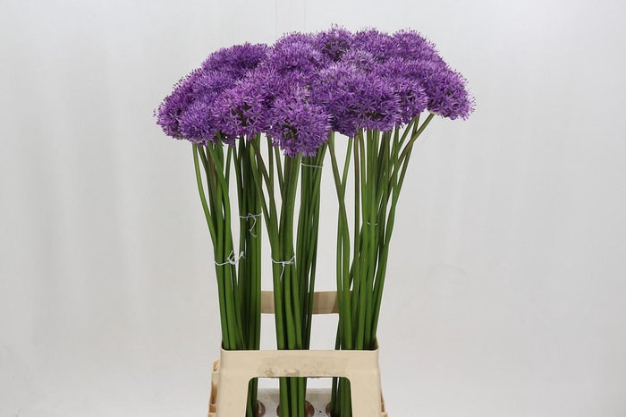 <h4>Allium Gladiator</h4>