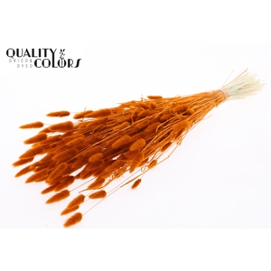 Lagurus Premium per bunch Bleached Terracotta