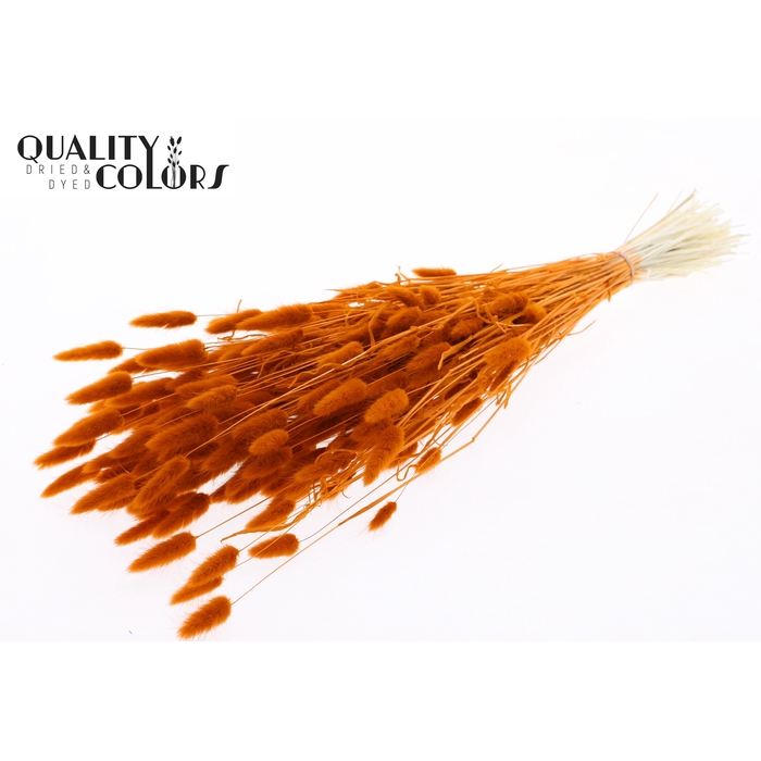 <h4>Lagurus Premium per bunch Bleached Terracotta</h4>