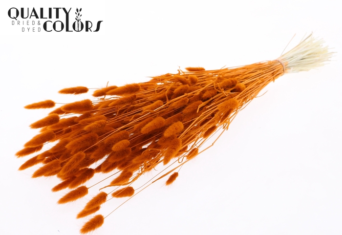 Lagurus Premium per bunch Bleached Terracotta
