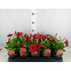 Mandevilla sand. 'Rio Dark Red'
