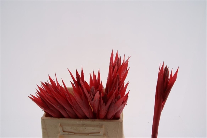 <h4>Aechmea Mohican</h4>