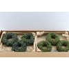 Wr Sierfruit Juniperus Naturel 20cm (elvan Cicek)