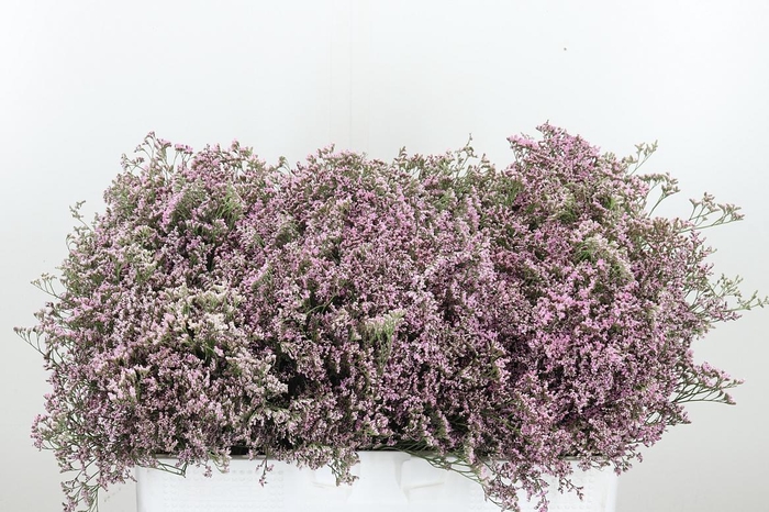 <h4>Lim Saf Oshi Pink</h4>