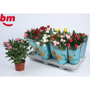 Rosa Beau Monde gemengd 7 soorten