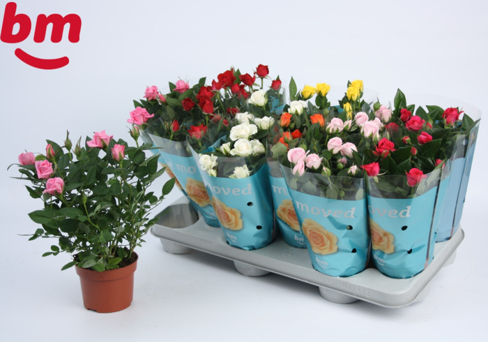<h4>Rosa Beau Monde gemengd 7 soorten</h4>