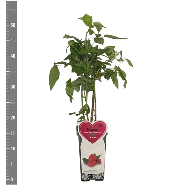 <h4>Kleinfruit Rubus i. Zefa herbsternte herfst 2 liter (framboos)</h4>