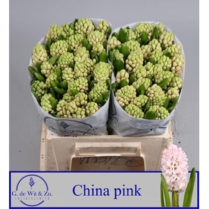Hyac China Pink