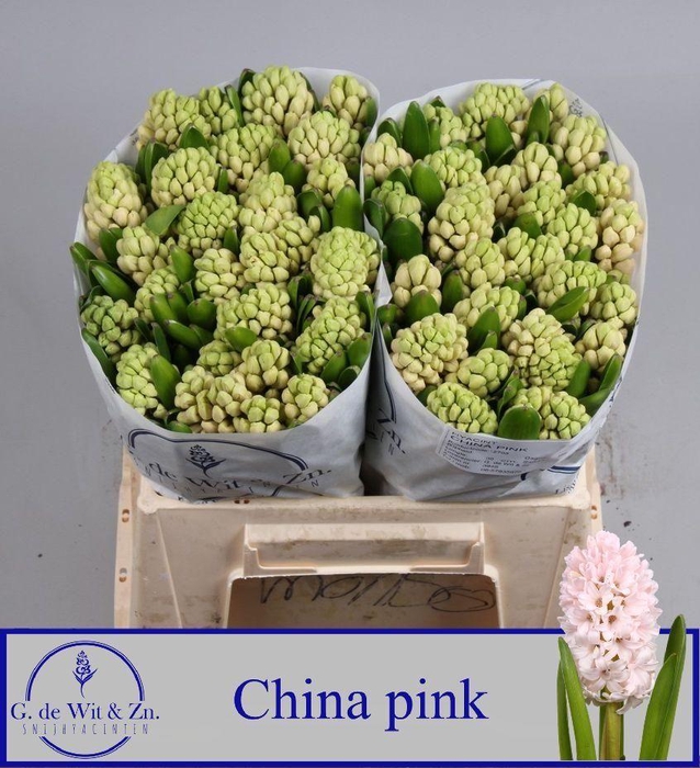 <h4>Hyac China Pink</h4>