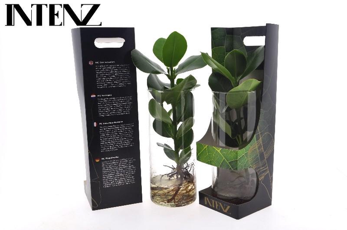 <h4>Clusia rosea Princess</h4>