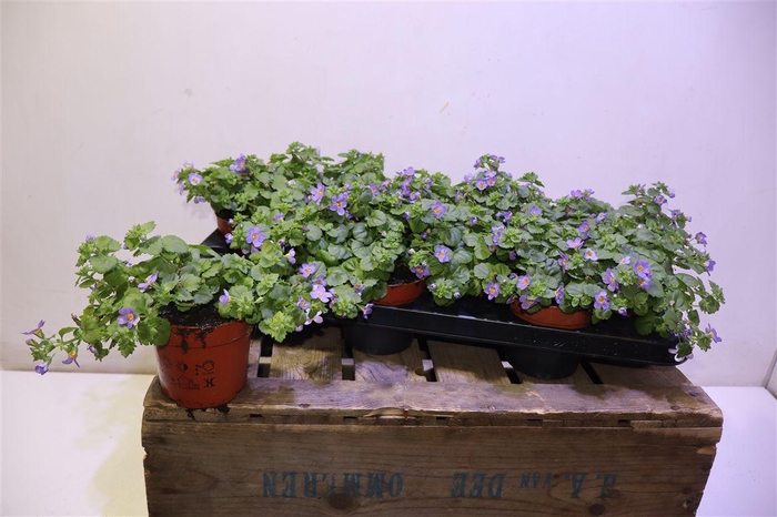 <h4>arr8 Sutera Ov</h4>