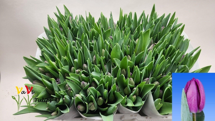 <h4>TU EN BULLIT</h4>