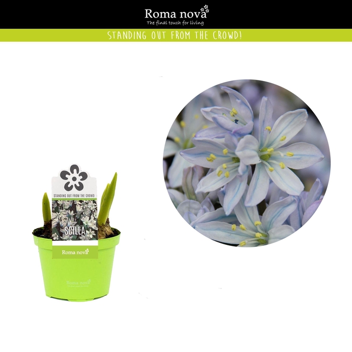 <h4>Scilla mischtschenkoana</h4>