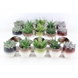 arr3 OV - Ker. Capri x15