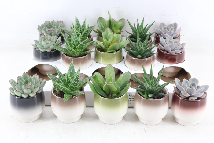 <h4>arr3 OV - Ker. Capri x15</h4>