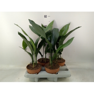 Aspidistra elat.