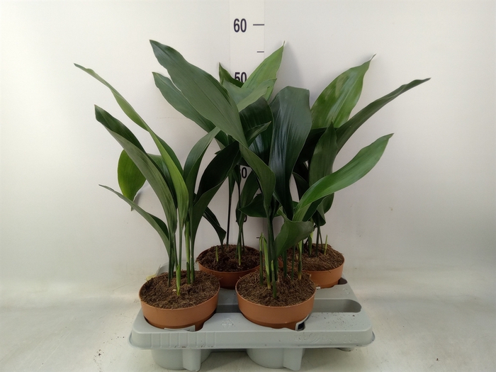 <h4>Aspidistra elat.</h4>