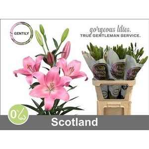 Li La Scotland 5+