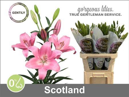 <h4>Li La Scotland 5+</h4>