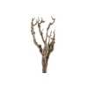 Syringa Branch Extra Daugherty