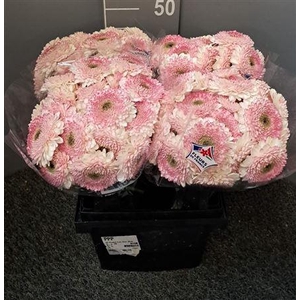 Gerbera Mini Bolero Lisa Rosa