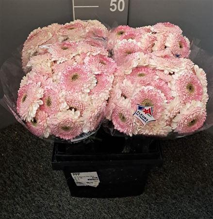 <h4>Gerbera Mini Bolero Lisa Rosa</h4>