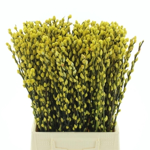Salix Snow Flake Klb Yellow