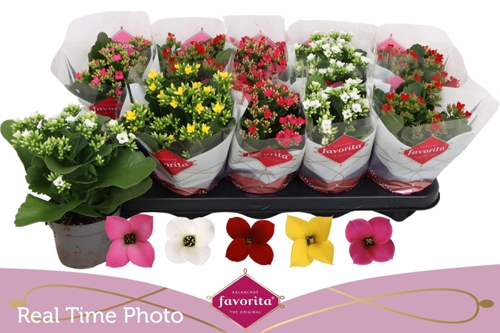 <h4>KAL EN GEM 5 KL</h4>